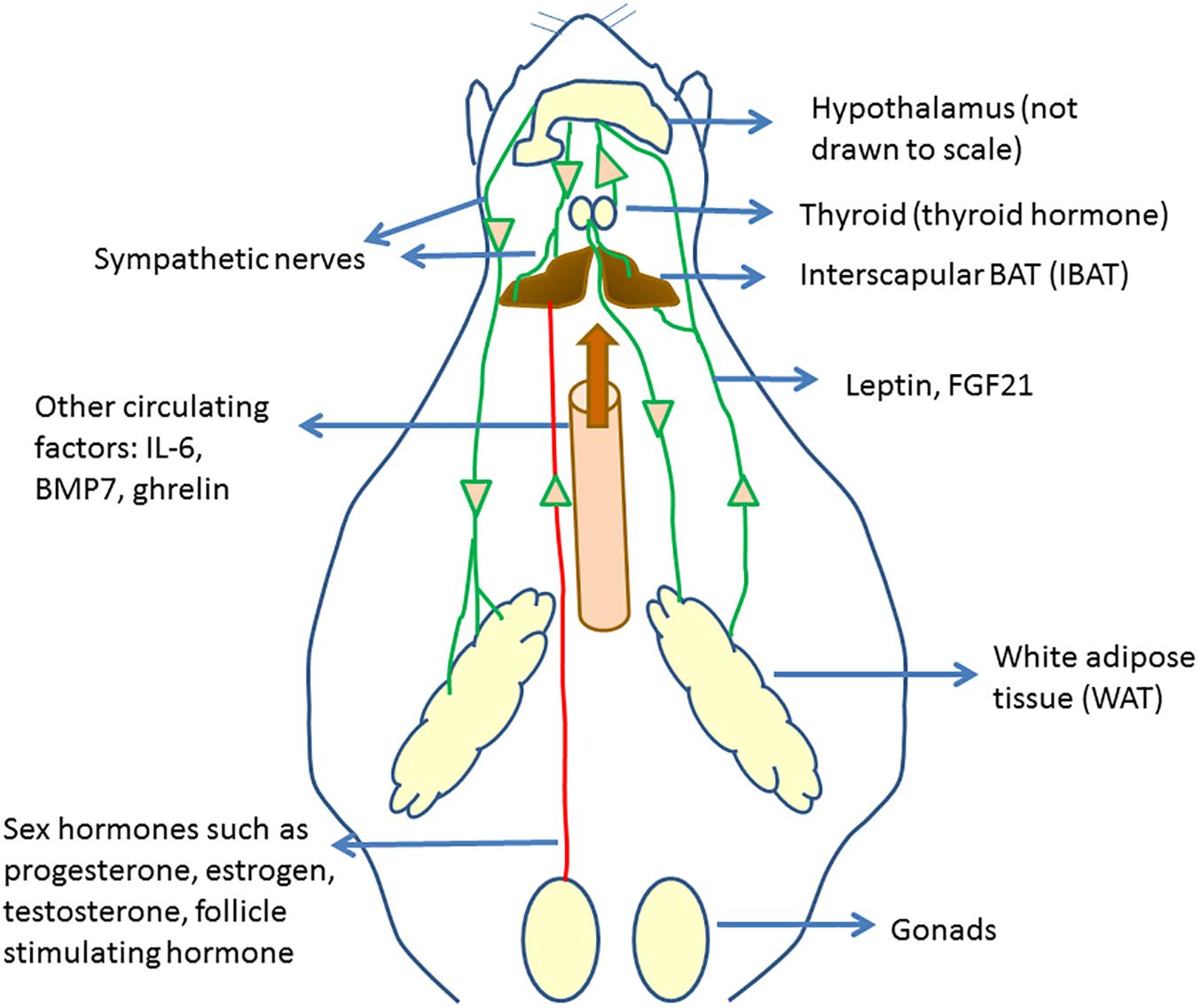 intrascapular brown adipose tissue high fat diet