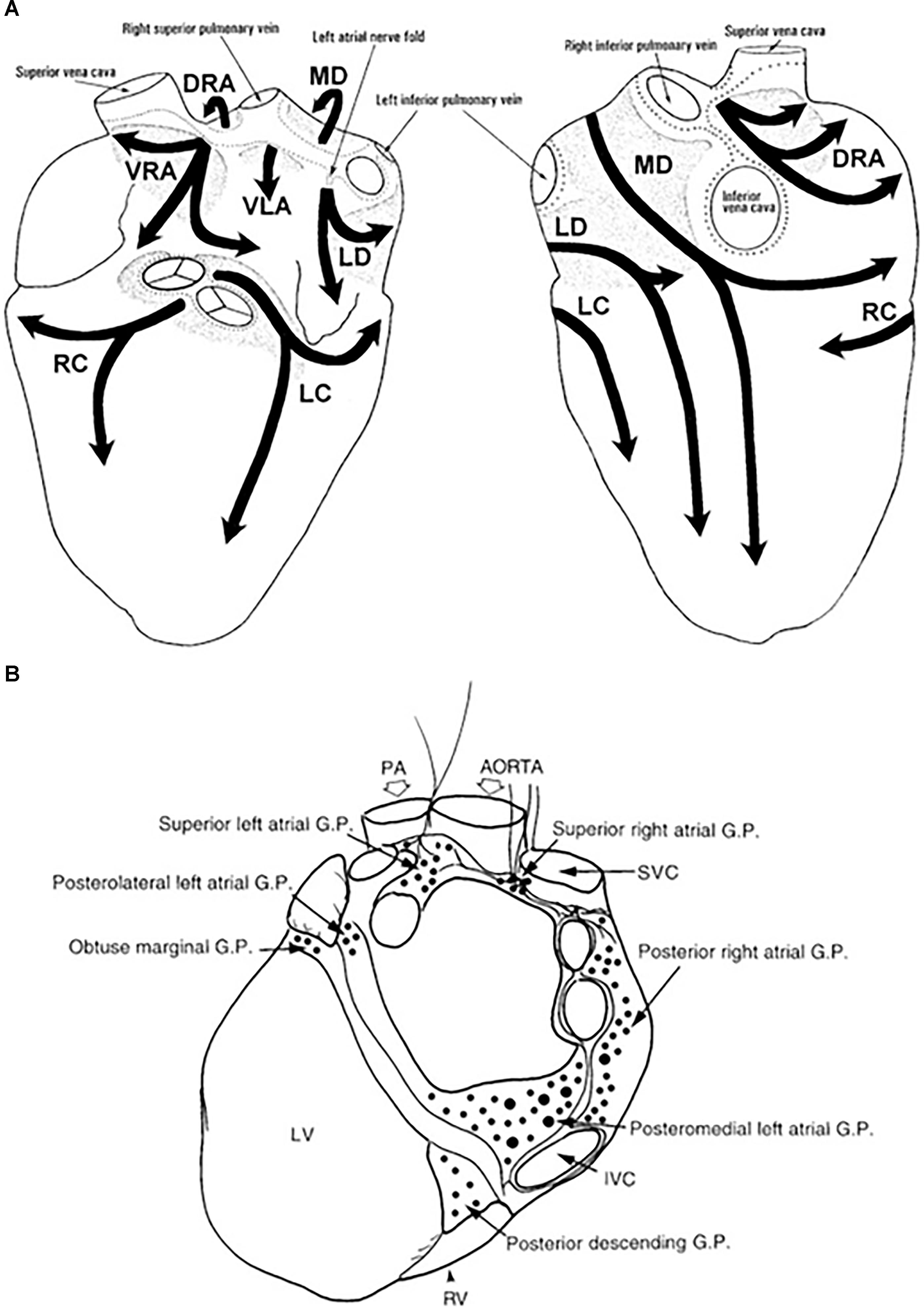 Parlament manuskript Lilla Frontiers | Sympathetic Nervous System Activation and Its Modulation: Role  in Atrial Fibrillation