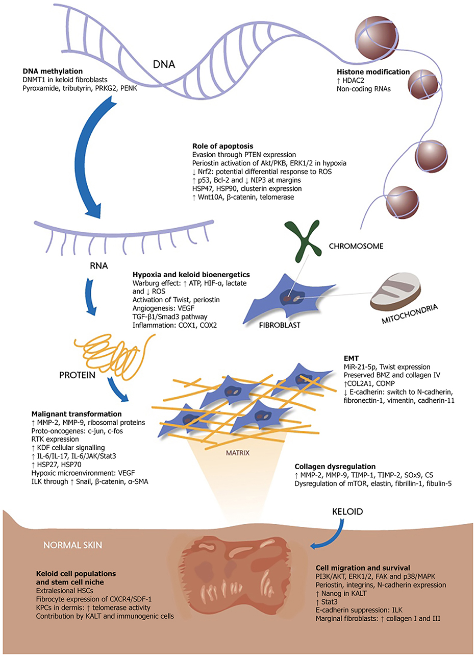 latest research on keloid