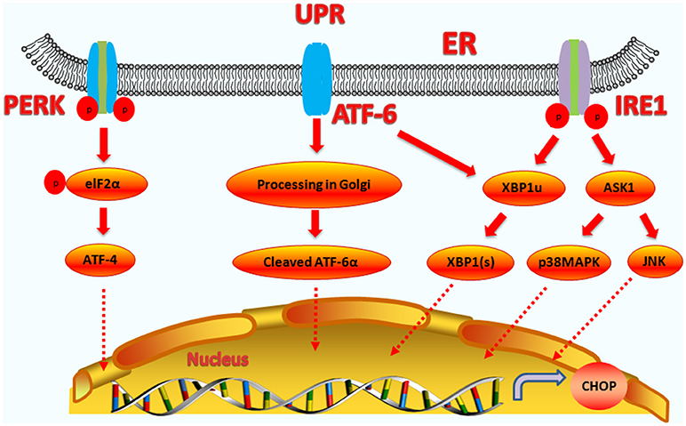 Frontiers The C/EBP Homologous Protein Factor Functions in Endoplasmic Reticulum Stress-Induced Apoptosis and Infection