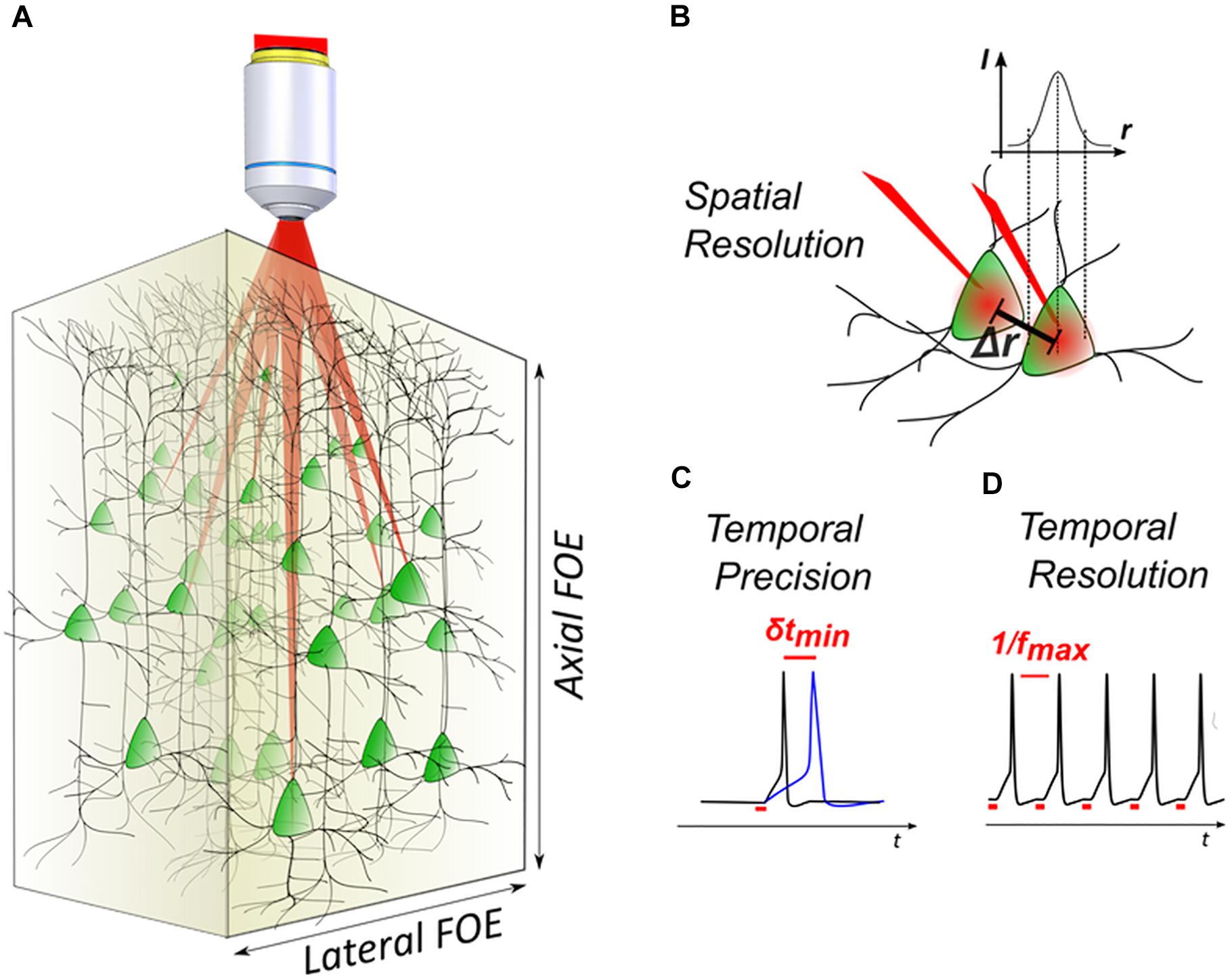 Frontiers Methods For Three Dimensional All Optical Manipulation Of Neural Circuits Cellular Neuroscience