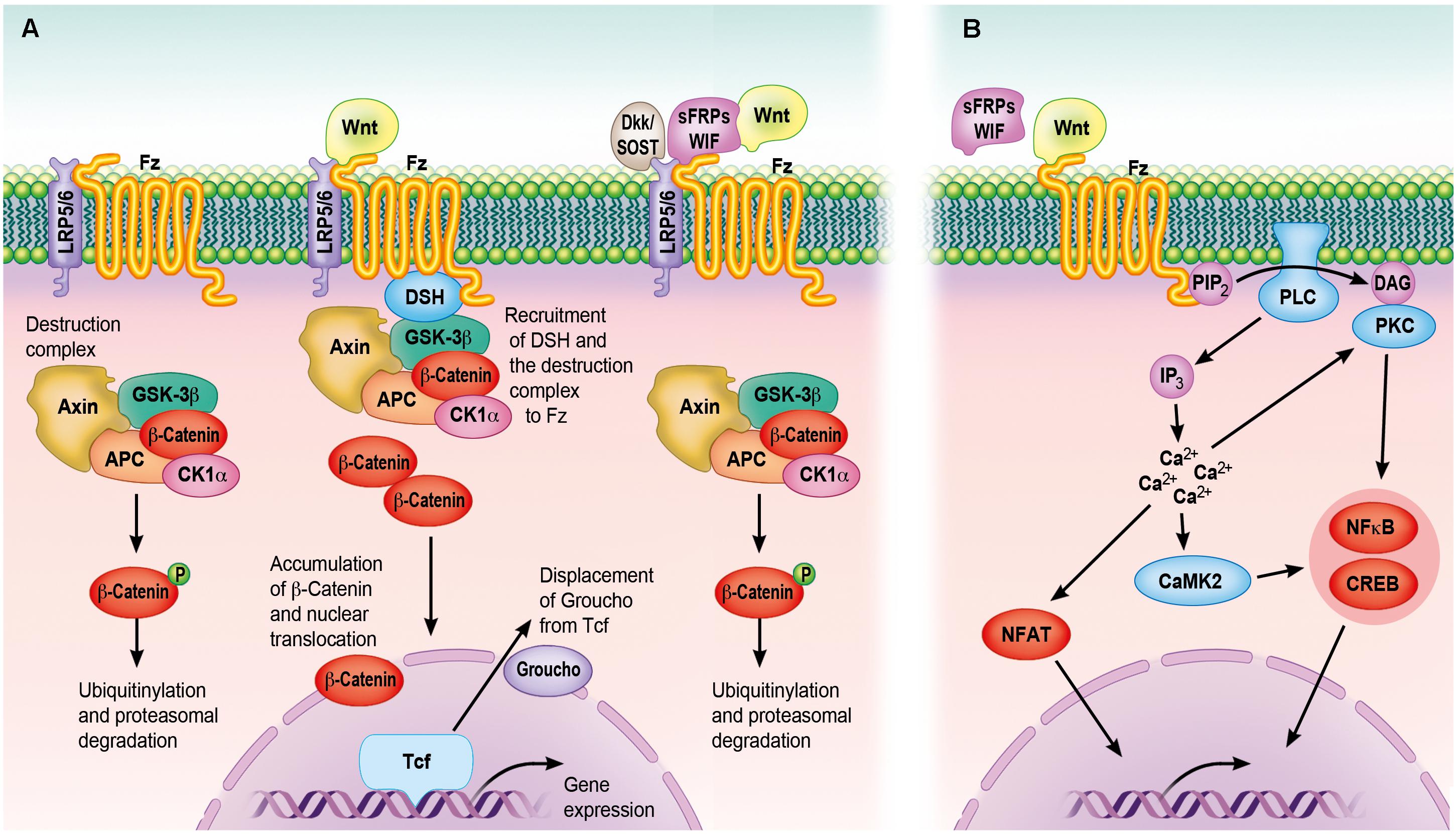 algebraic systems biology a case study for the wnt pathway