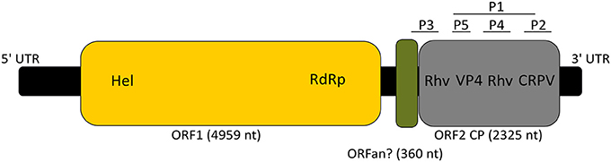 www.frontiersin.org