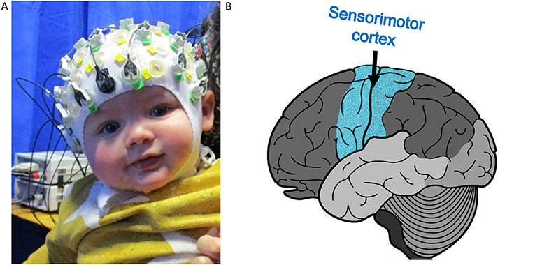 איור 1 - (A) תמונה של תינוק שחובש קסדת EEG באחד הניסויים שלנו.