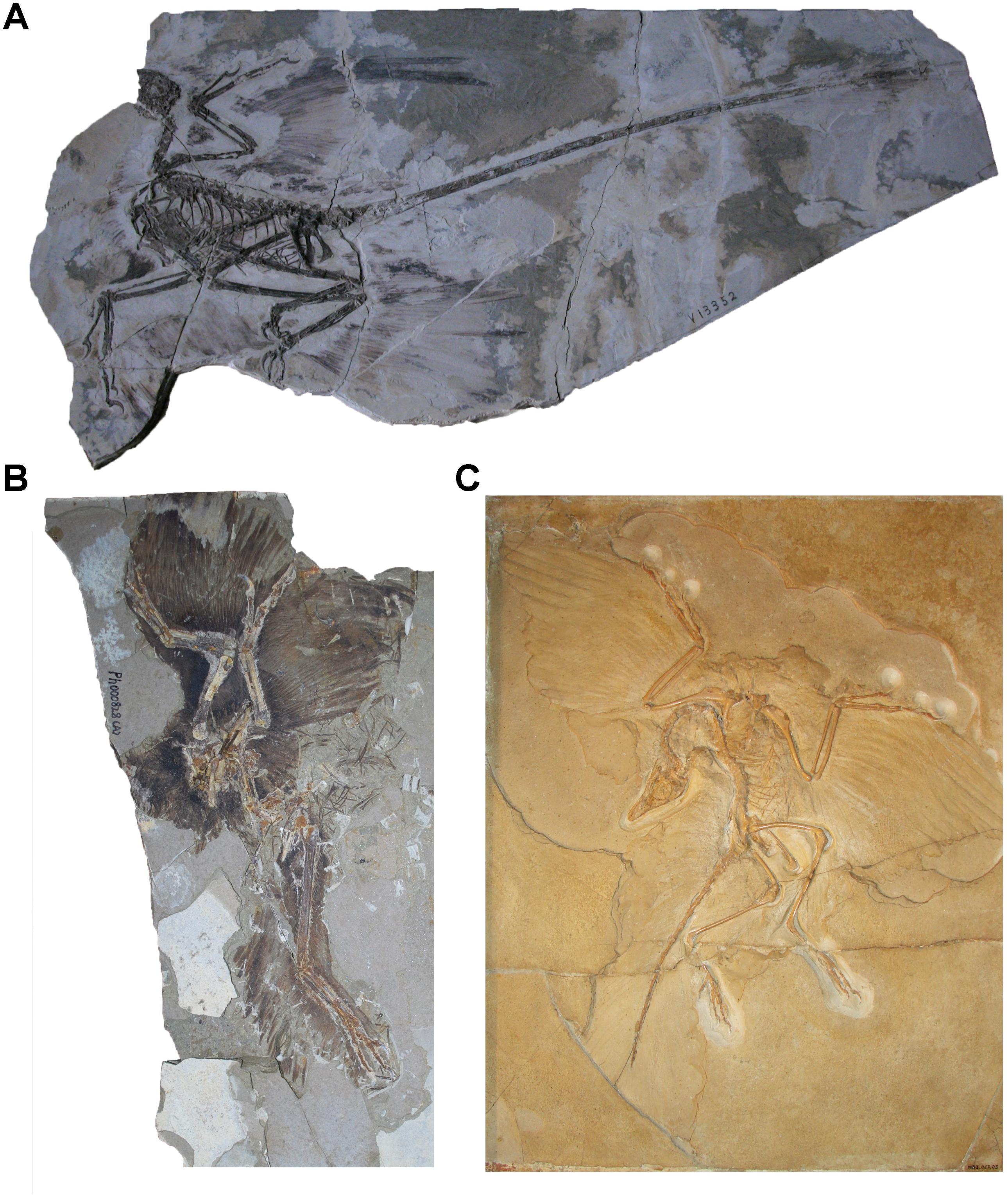 Frontiers Paravian Phylogeny And The Dinosaur Bird Transition