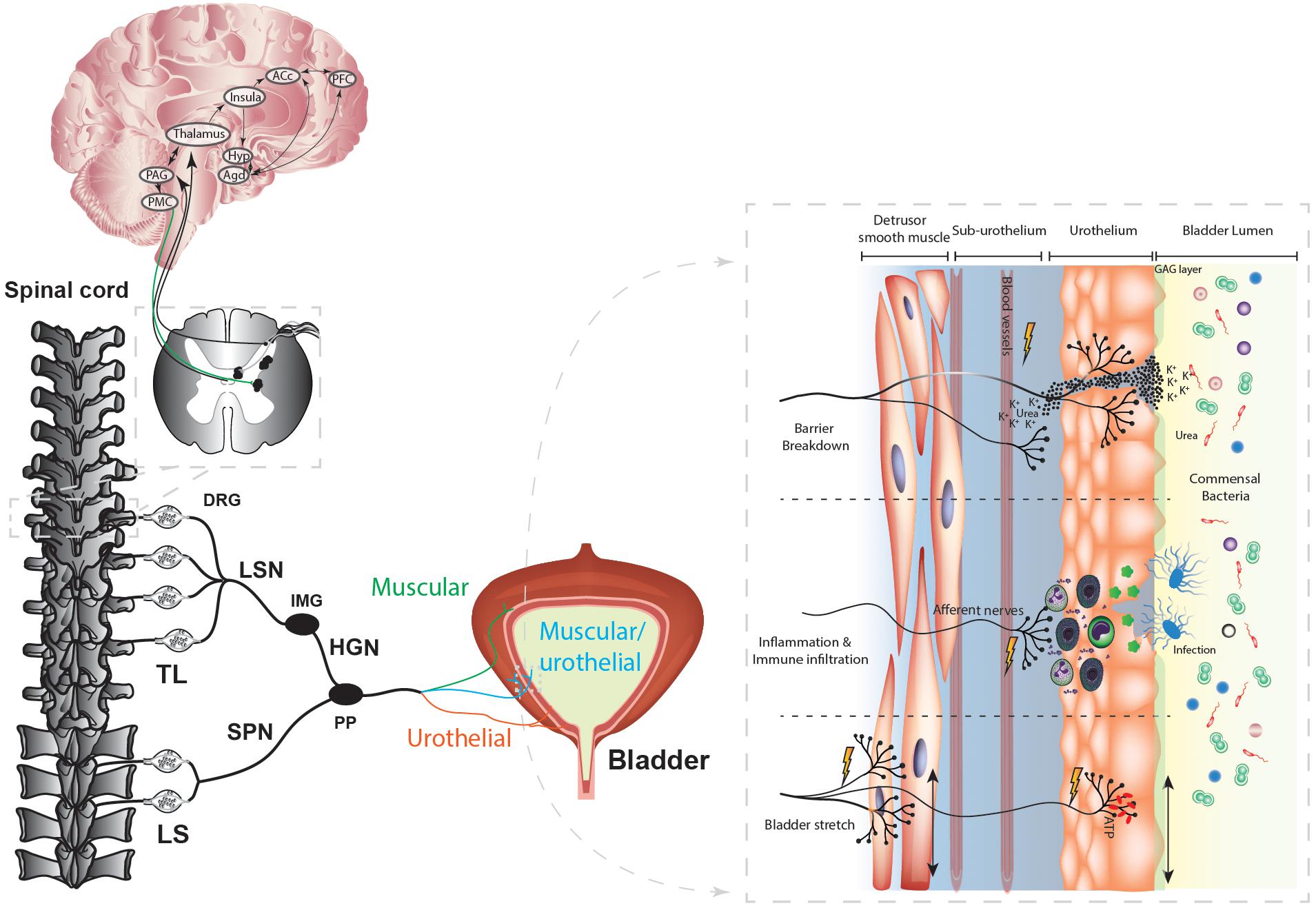 Frontiers Mechanisms Underlying Overactive Bladder And