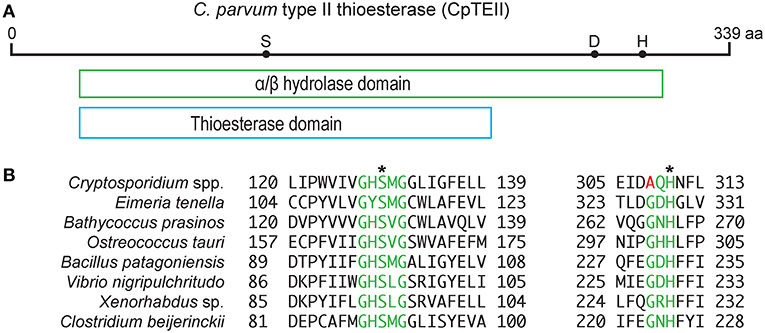 Frontiers  Fatty acid uptake in Trypanosoma brucei: Host resources and  possible mechanisms