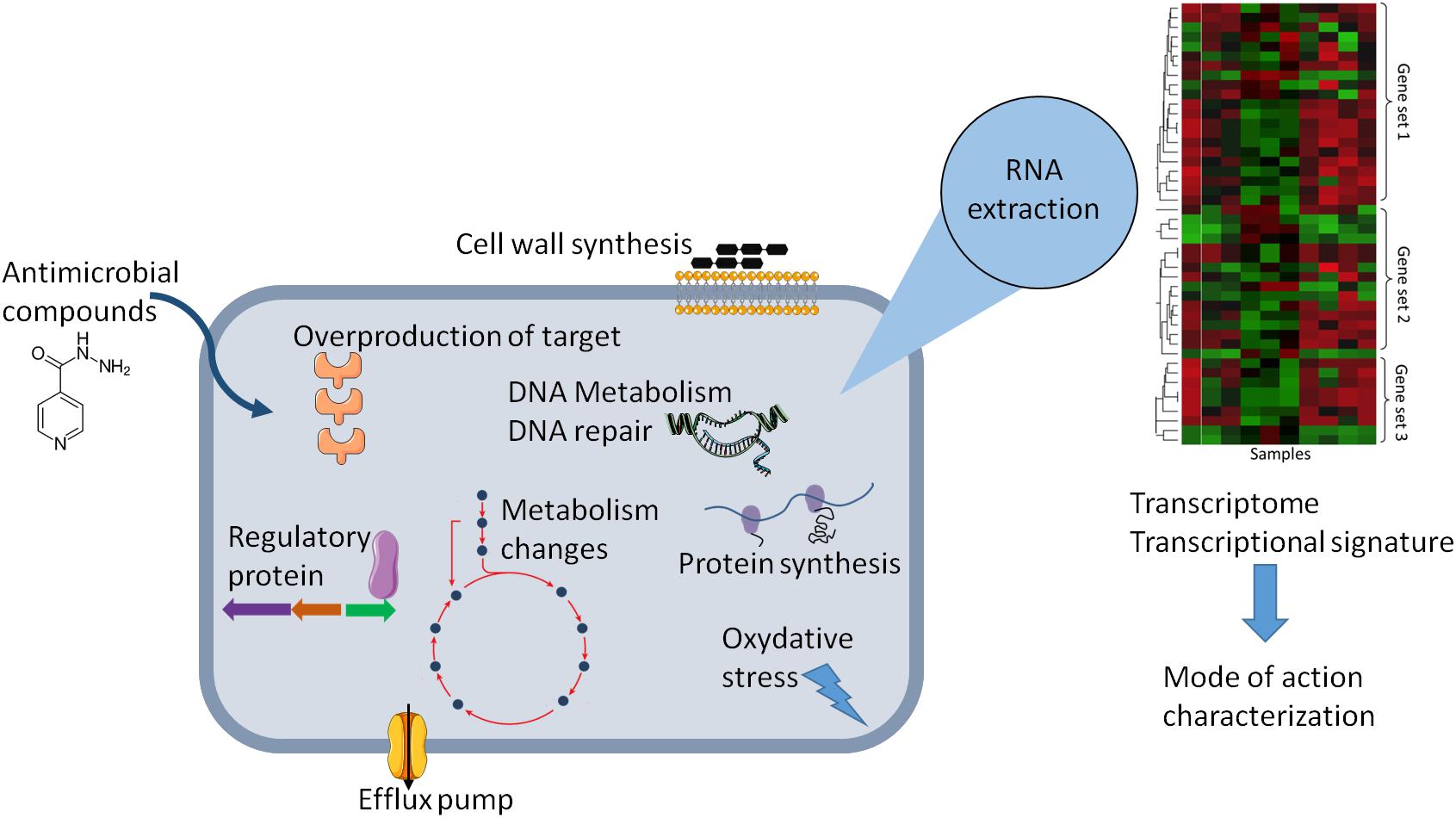 Antibiotic Classification And Modes Of Action Antibiotic Classification And Modes Of Action