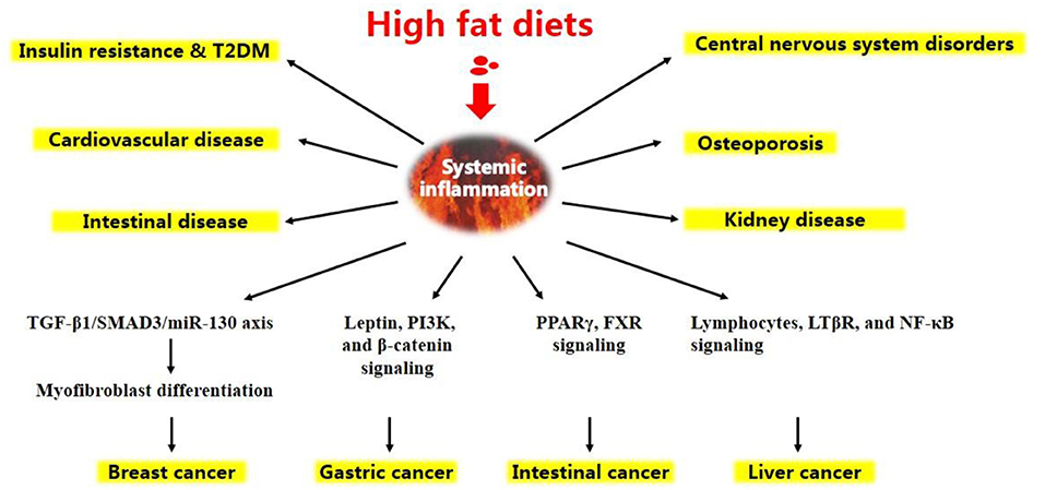 high fat diet cause insulin resistance