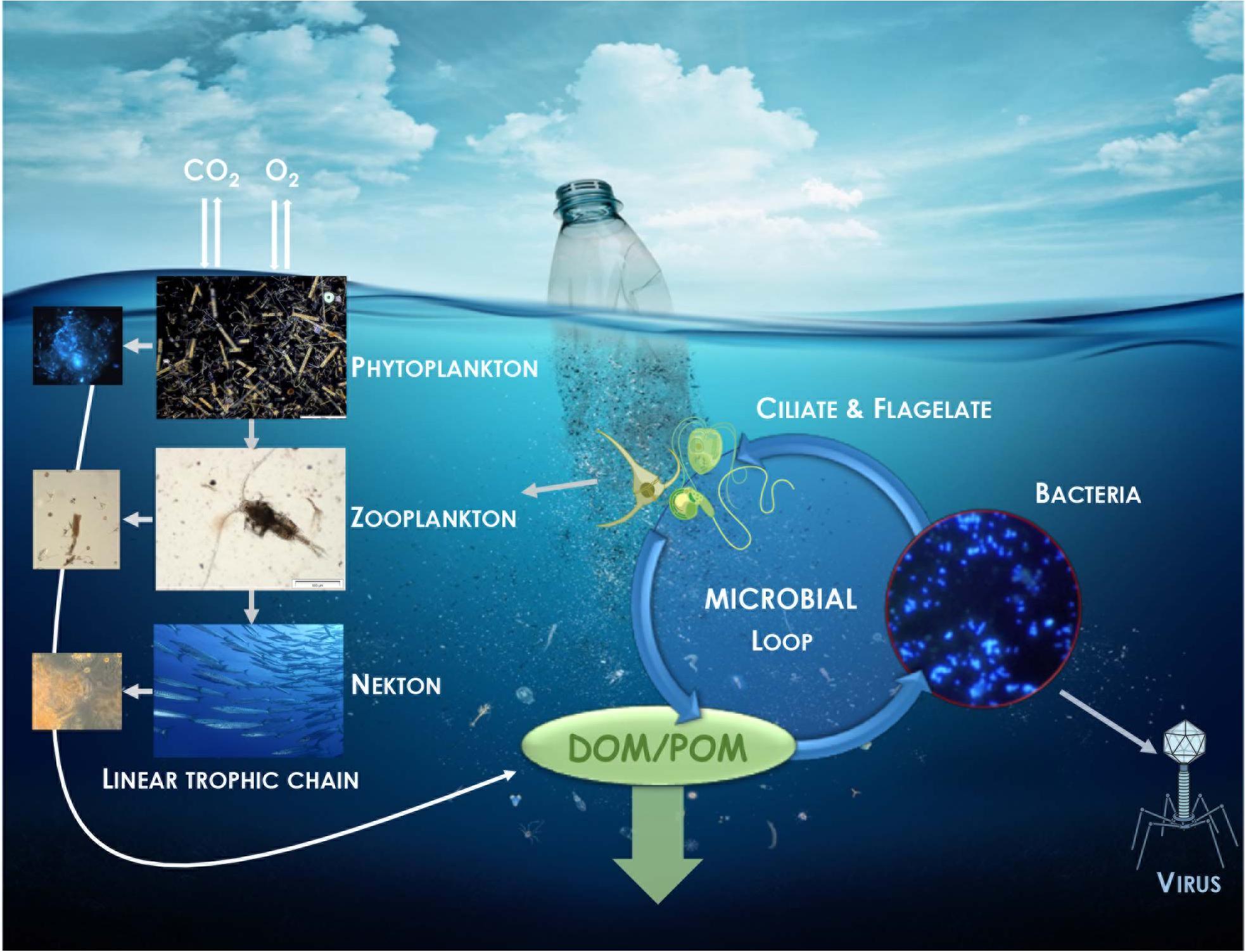 Frontiers Microbial Ecotoxicology Of Marine Plastic Debris A Review