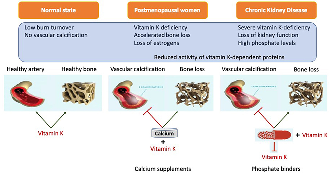 Frontiers The Bonevasculature Axis Calcium