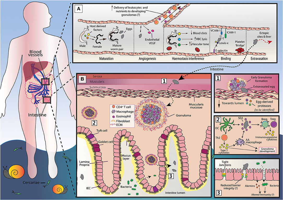 Helminthiasis patogenezis. Felnőttkori helminthiasis tünetei és kezelése. Jeles képviselők