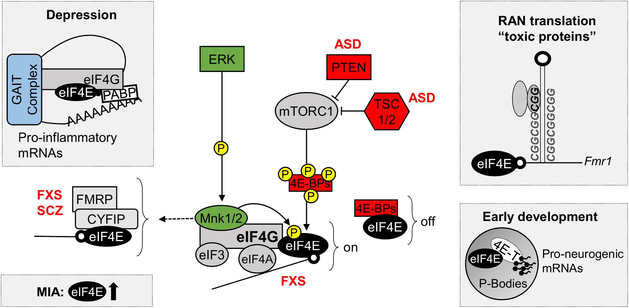 The Role of the Eukaryotic Translation Initiation Factor 4E (eIF4E) in Neuropsychiatric Disorders