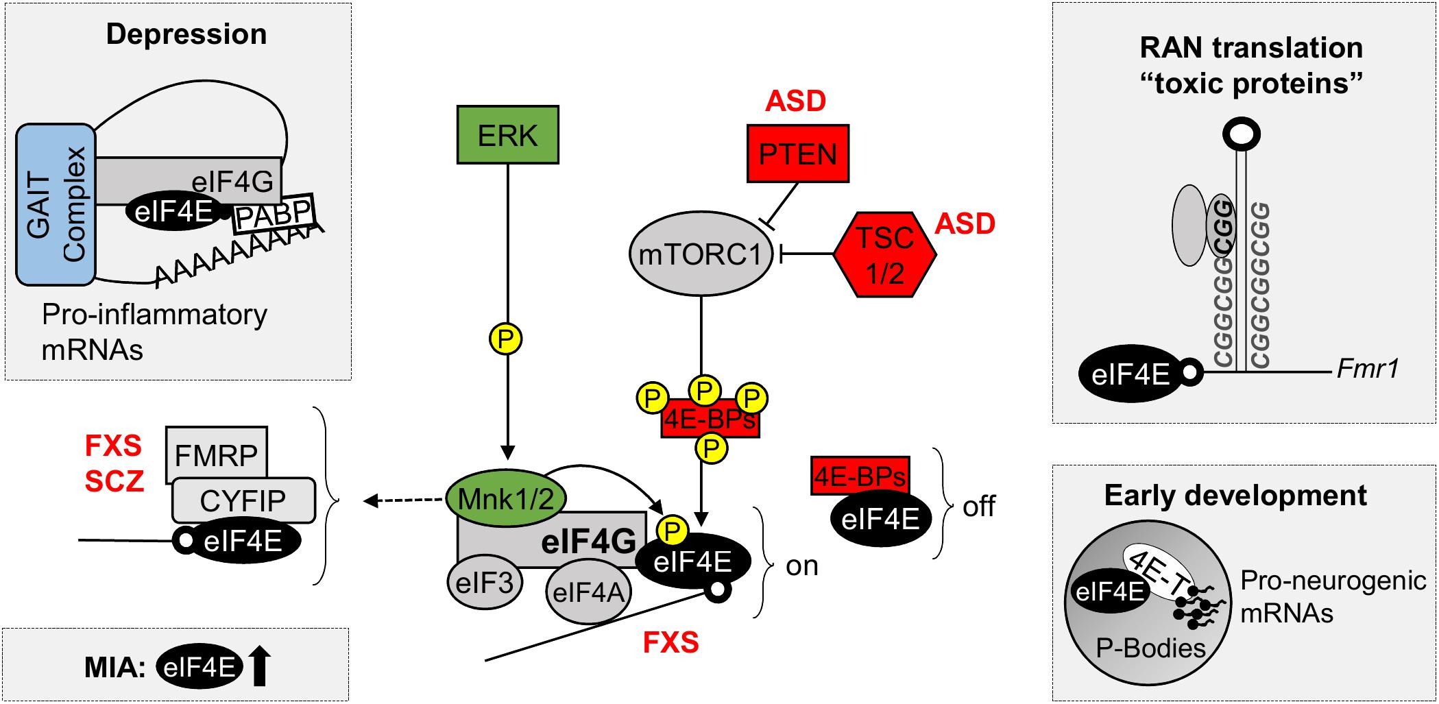 EIF4E