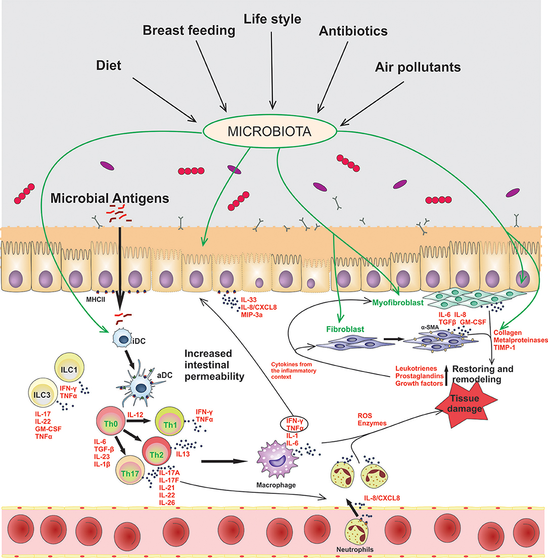 Frontiers  Inflammation and immune cell abnormalities in