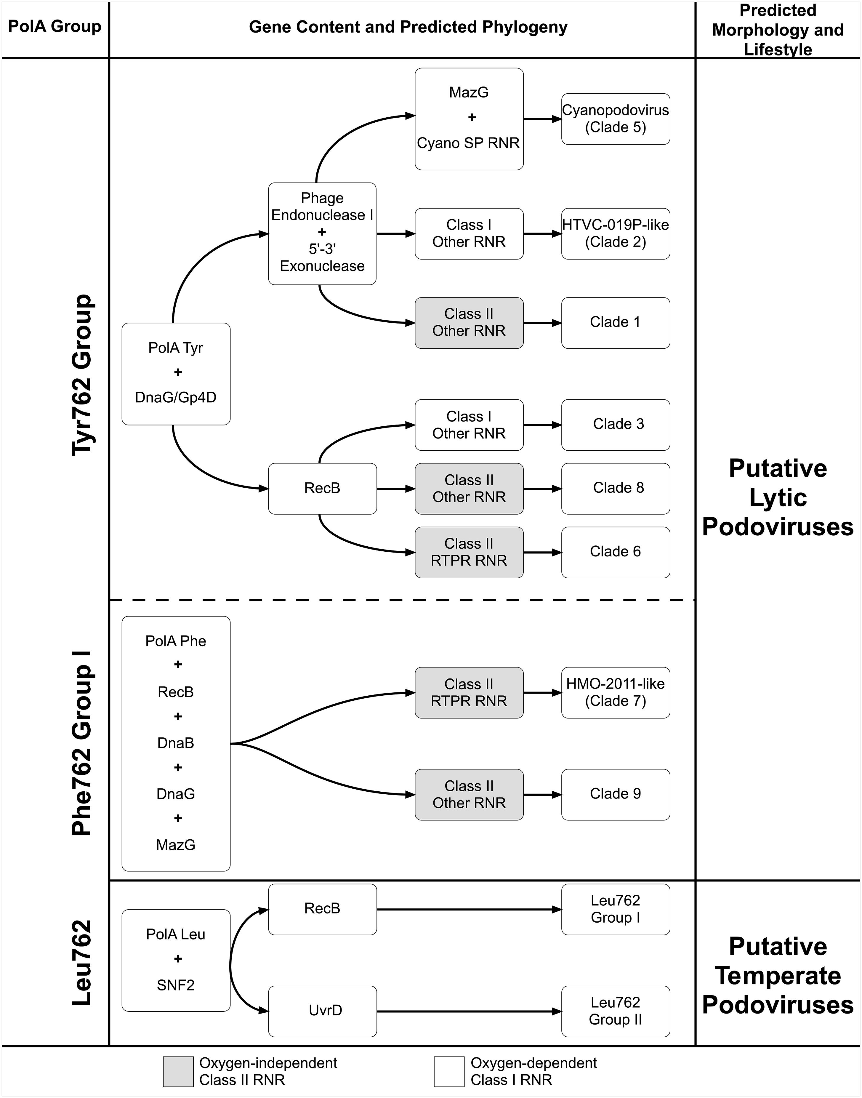 ancestral polymorphism and gene flow