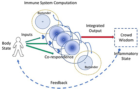 Body Diagram Immune System