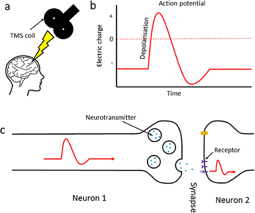 איור 1 - (A) כאשר פּוּלְס TMS (גרייה מוחית מגנטית) מופעל במוח, מיוצרים פוטנציאלי פעולה בתוך תאי העצב שמתחת לגולגולת.