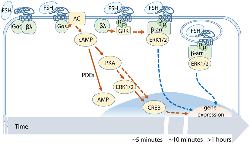 Figure 2. Temporal succession of FSH-dependent events across the cAMP/PKA-p...