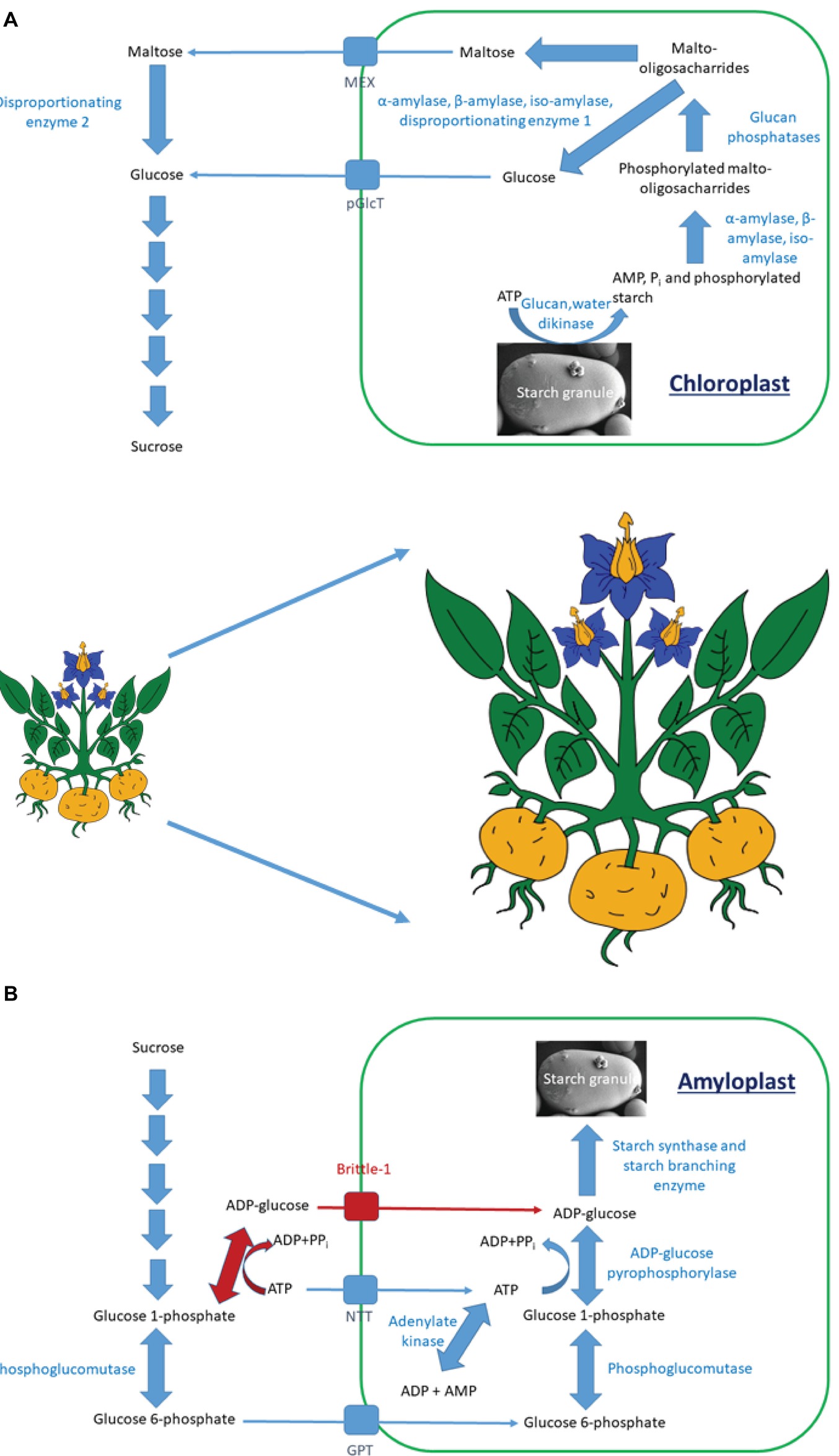 starch in plants