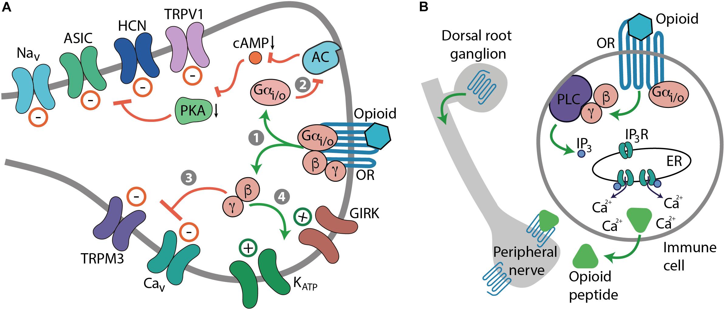 Frontiers Advances In Achieving Opioid Analgesia Without Side