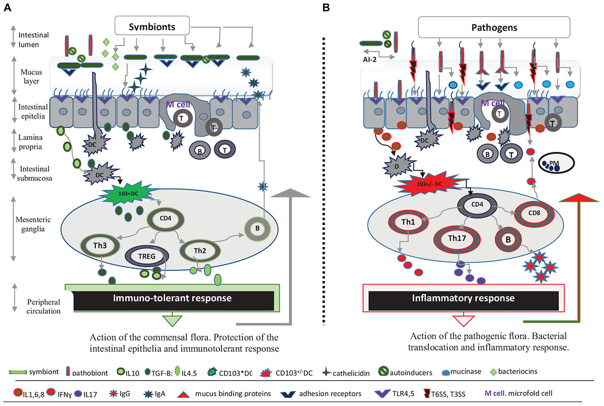 Frontiers | Intestinal Microbiota as a Host Defense Mechanism to Infectious  Threats