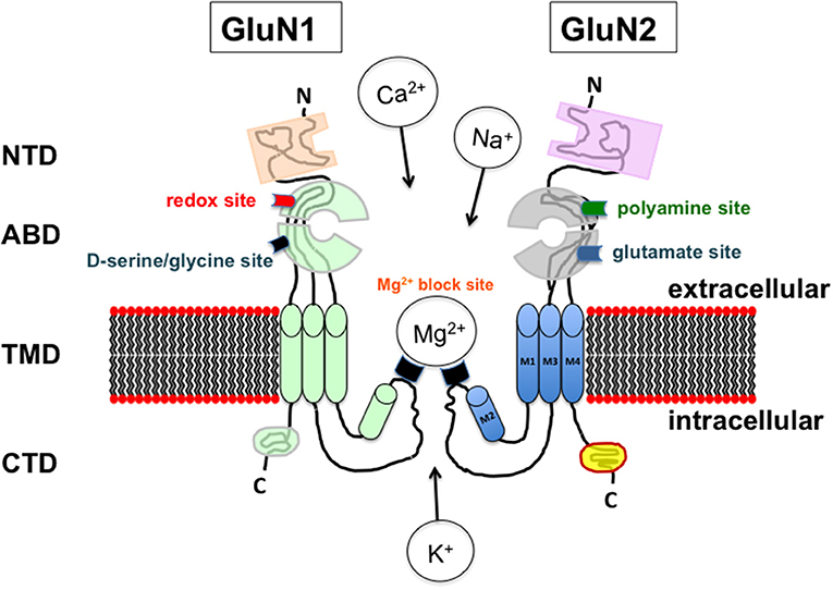 nmda neurotransmitter