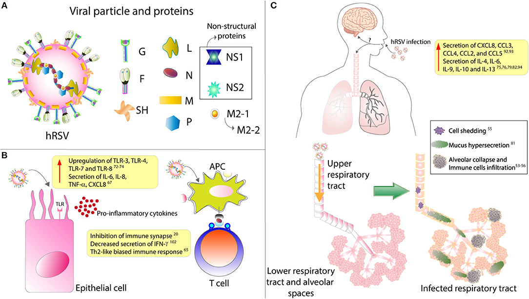 Functional organization of cytoplasmic inclusion bodies in cells infected  by respiratory syncytial virus