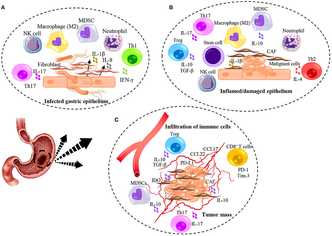 Cell effect. Цикл розвитку гострика. Cells involved in inflammation. Стволовая клетка рисунок. Immunomodulation t Cells.