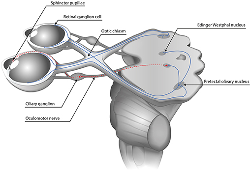 Advarsel Næste episode Frontiers | Standards in Pupillography | Neurology