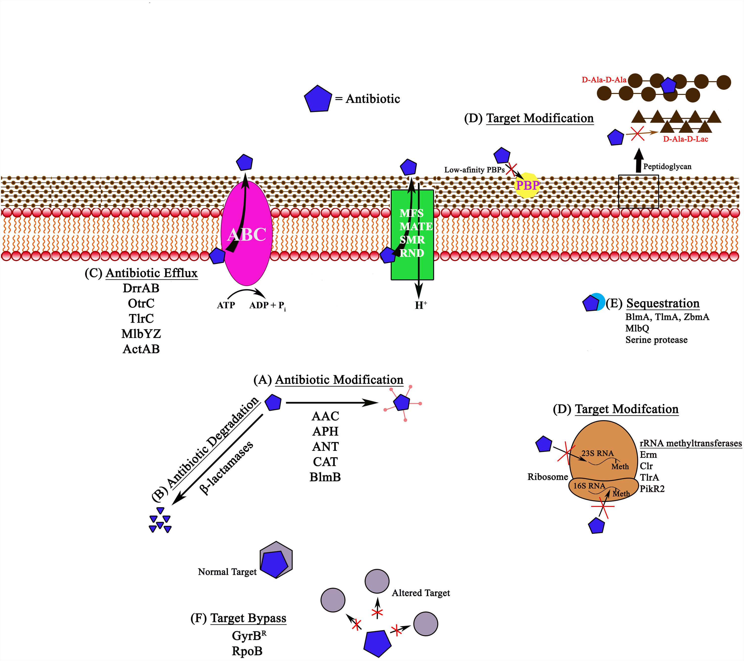 Isolation and Molecular Characterization of Antibiotic Producing