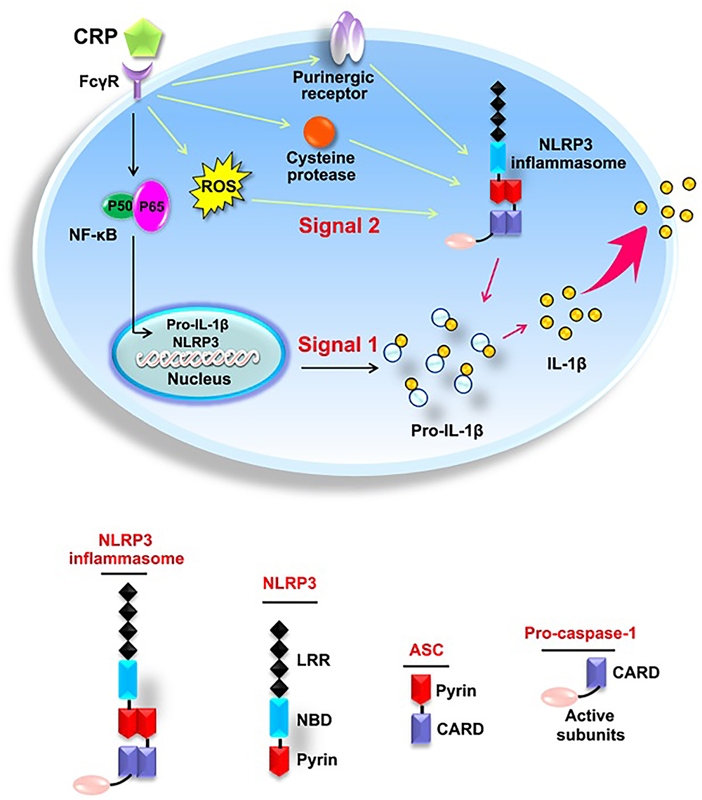 Frontiers Crp Induced Nlrp3 Inflammasome Activation Increases Ldl Transcytosis Across Endothelial Cells Pharmacology Frontiers Crp Induced Nlrp3 Inflammasome Activation Increases Ldl Transcytosis Across Endothelial Cells Pharmacology