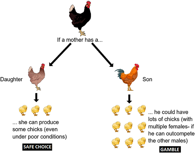 Figure 1 - The potential value of producing a son vs. a daughter.