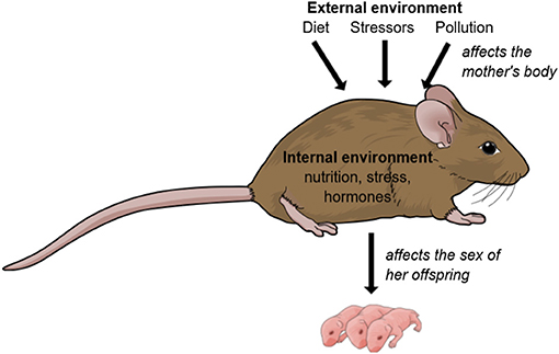 Figure 2 - Changes in the external environment affect the mother's body, such as her hormone levels and her body condition.