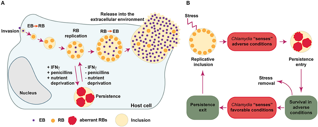 Chlamydia Bacteria Shape