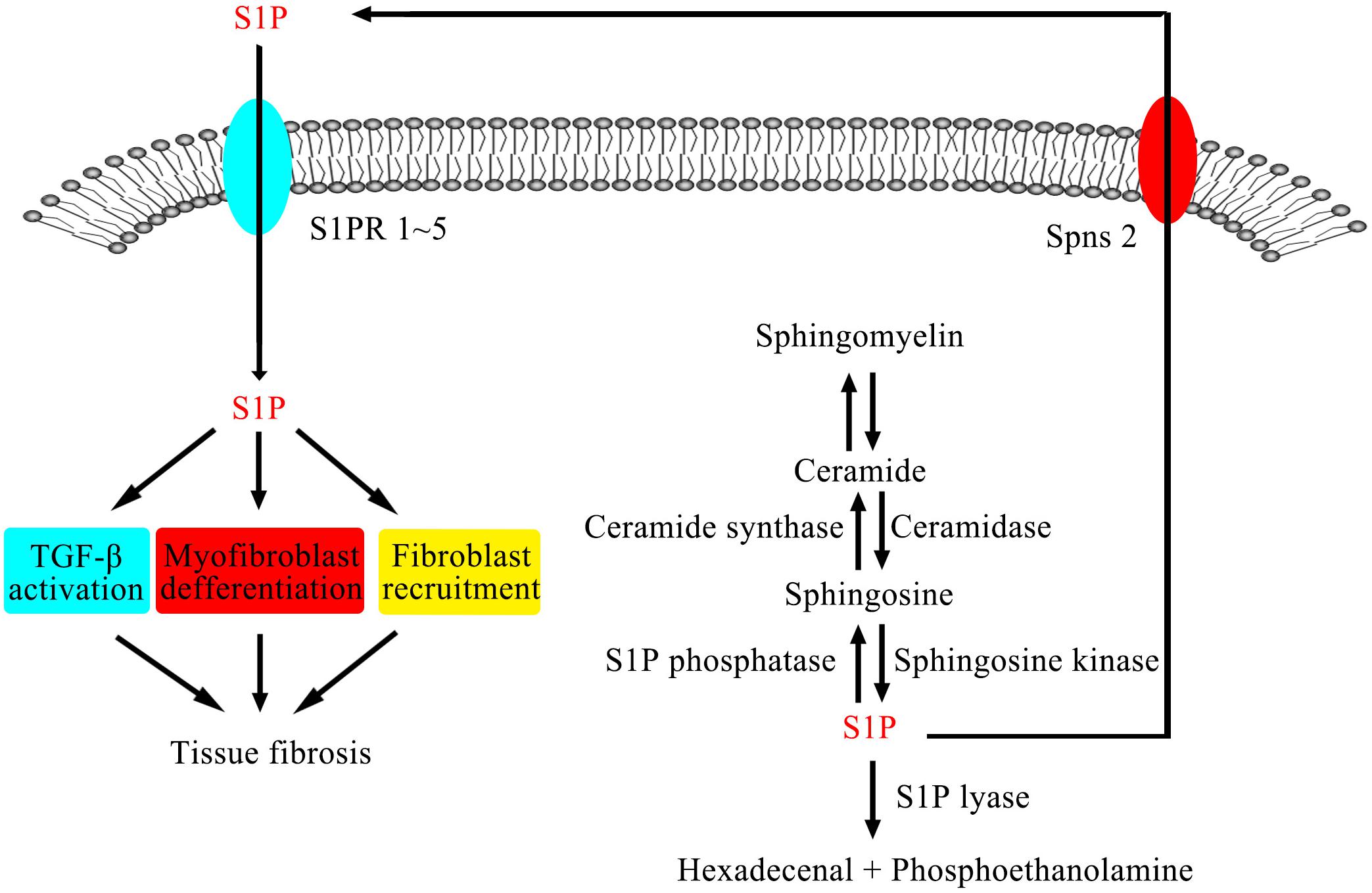 Frontiers The Role of S1P and the Related Signaling Pathway in the