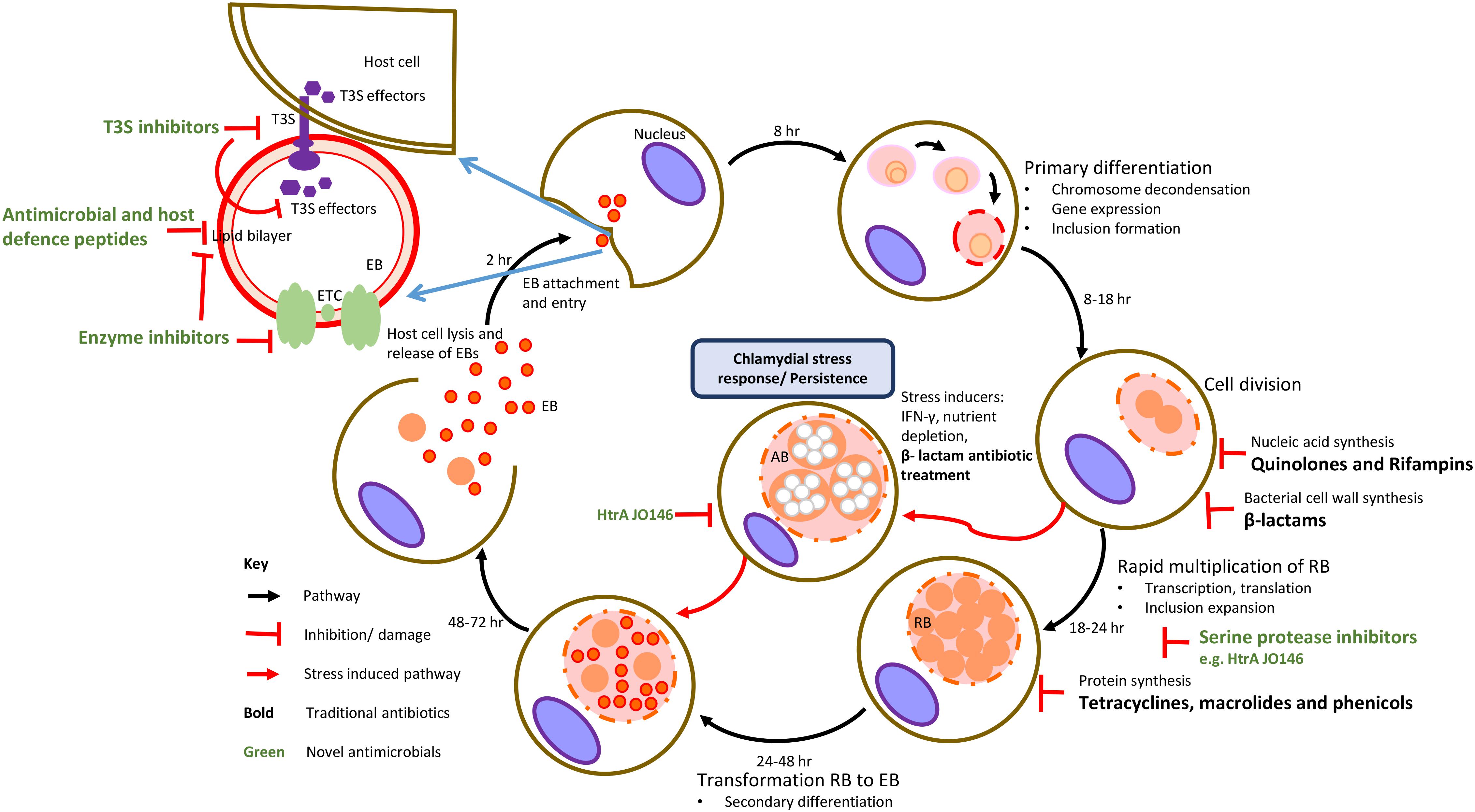 Frontiers | Mini Review: Antimicrobial Control of Chlamydial Infections ...