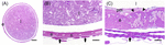 www.frontiersin.org