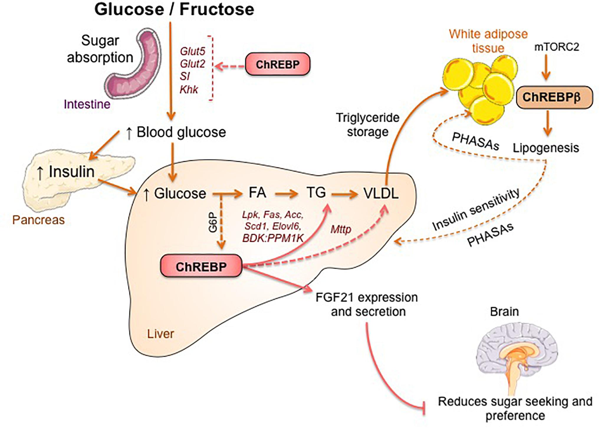 Фруктоза и печень. Fructose metabolism. Липолиз и липогенез. Fructose metabolism Pathway. Липогенез в печени схемы.