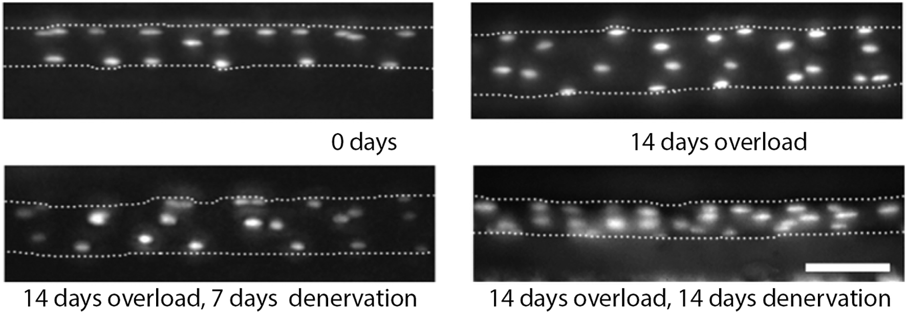 https://www.frontiersin.org/files/Articles/427378/fphys-09-01887-HTML/image_m/fphys-09-01887-g001.jpg