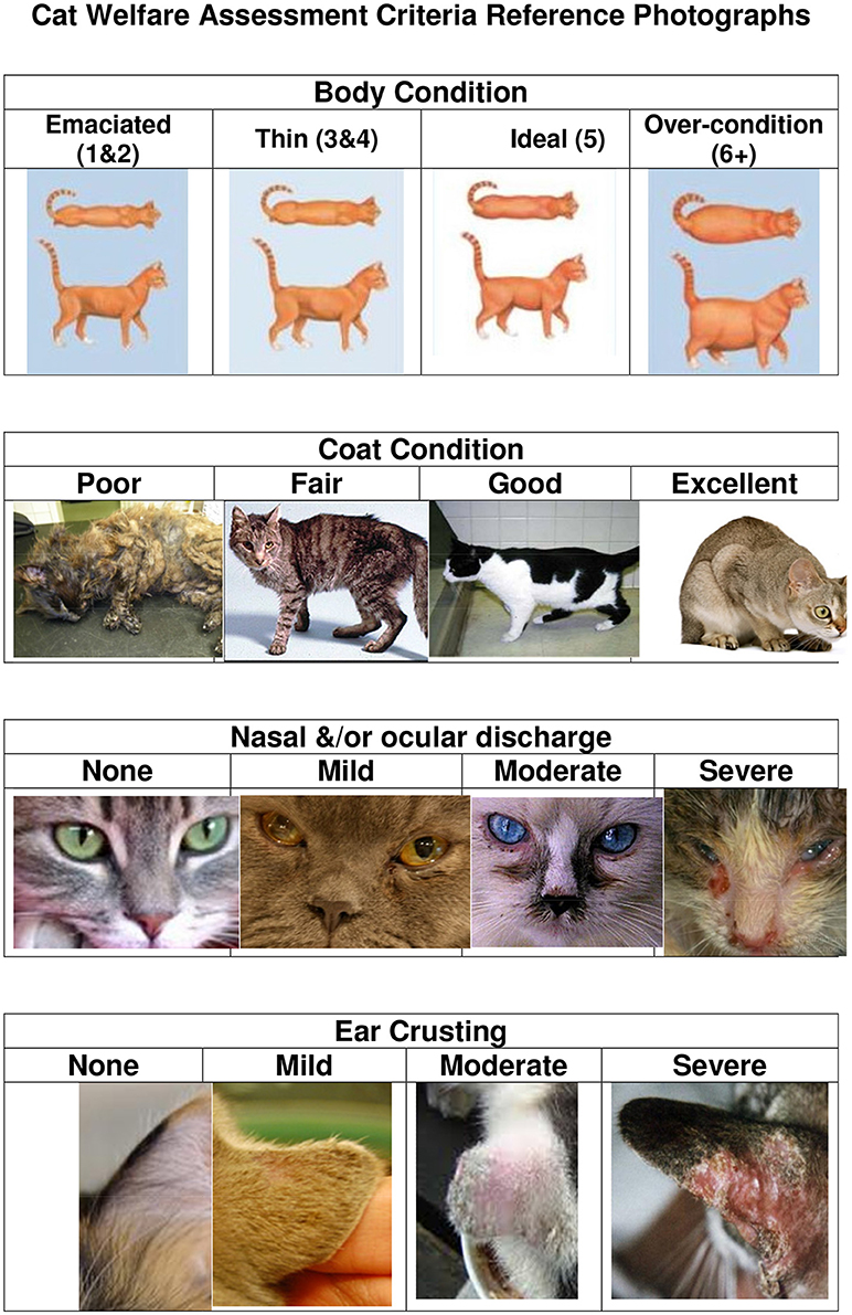 feral cat illnesses