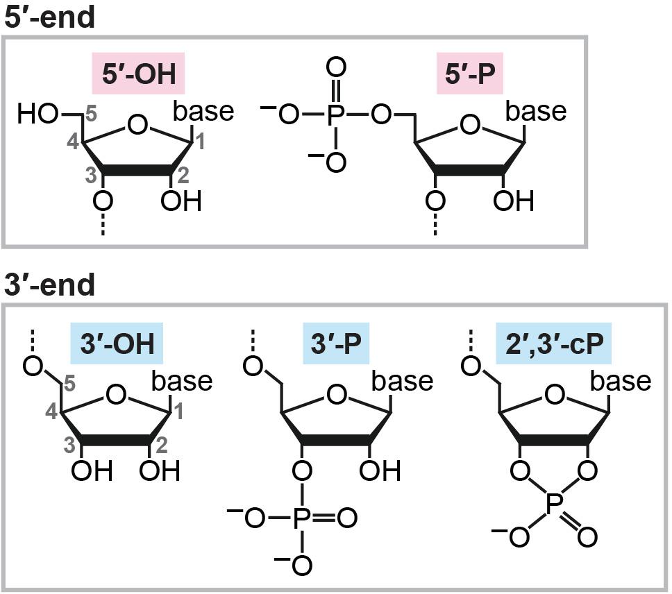 Frontiers Generation Of 2 3 Cyclic Phosphate Containing Rnas As A Hidden Layer Of The Transcriptome Genetics