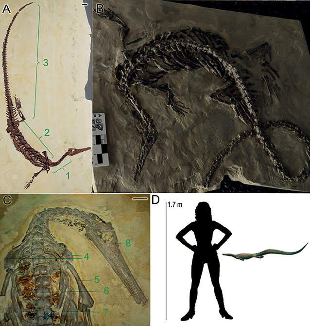 Figure 1 - (A–C) Some mesosaur skeletons with various parts labeled: 1. cervical region, 2. dorsal region, 3. caudal region, 4. shoulder blade, 5. humerus, 6. vertebral column, 7. ribs, 8. skull.