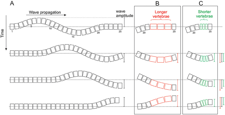 Figure 2 - (A) How an undulation travels along the vertebral column when all vertebrae are the same length.