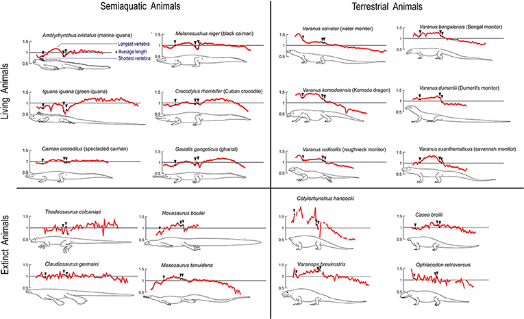 Figure 3 - Vertebral length profiles for different species of semi-aquatic and terrestrial extinct and living animals related to mesosaurs.