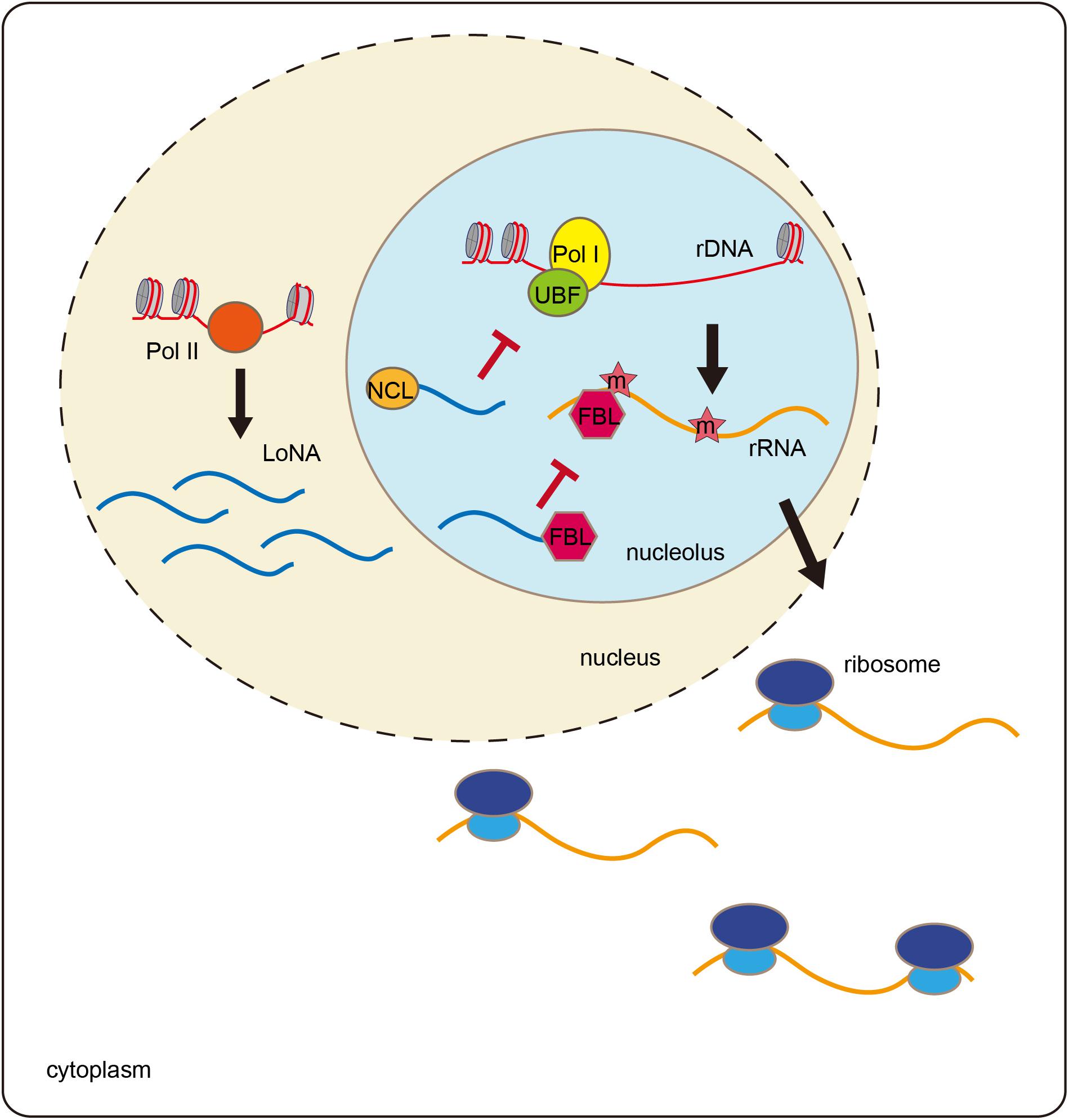 Frontiers The Functions Of Non Coding Rnas In Rrna Regulation Genetics