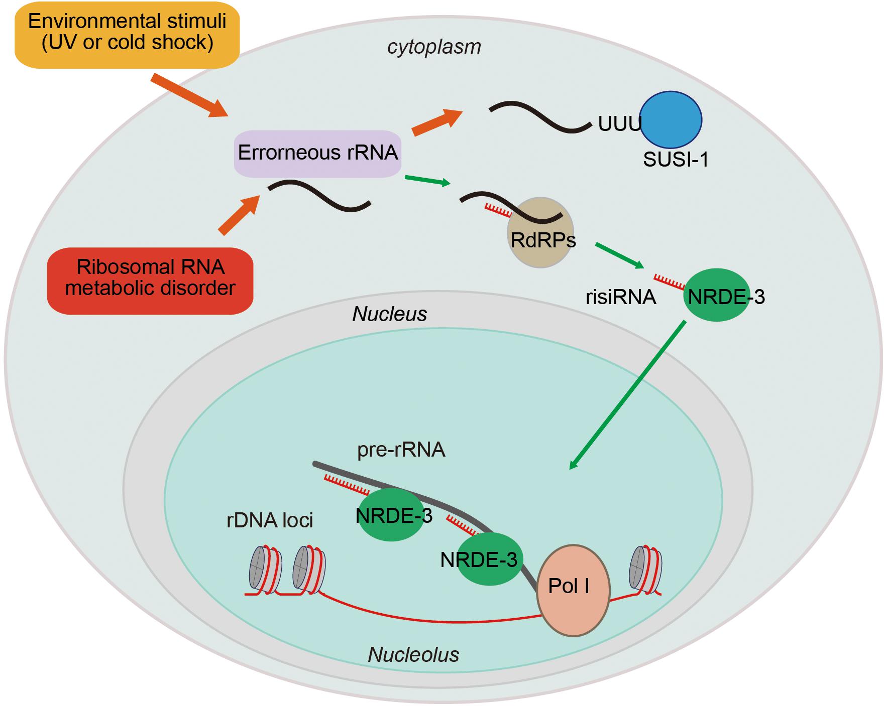 Frontiers The Functions Of Non Coding Rnas In Rrna Regulation Genetics