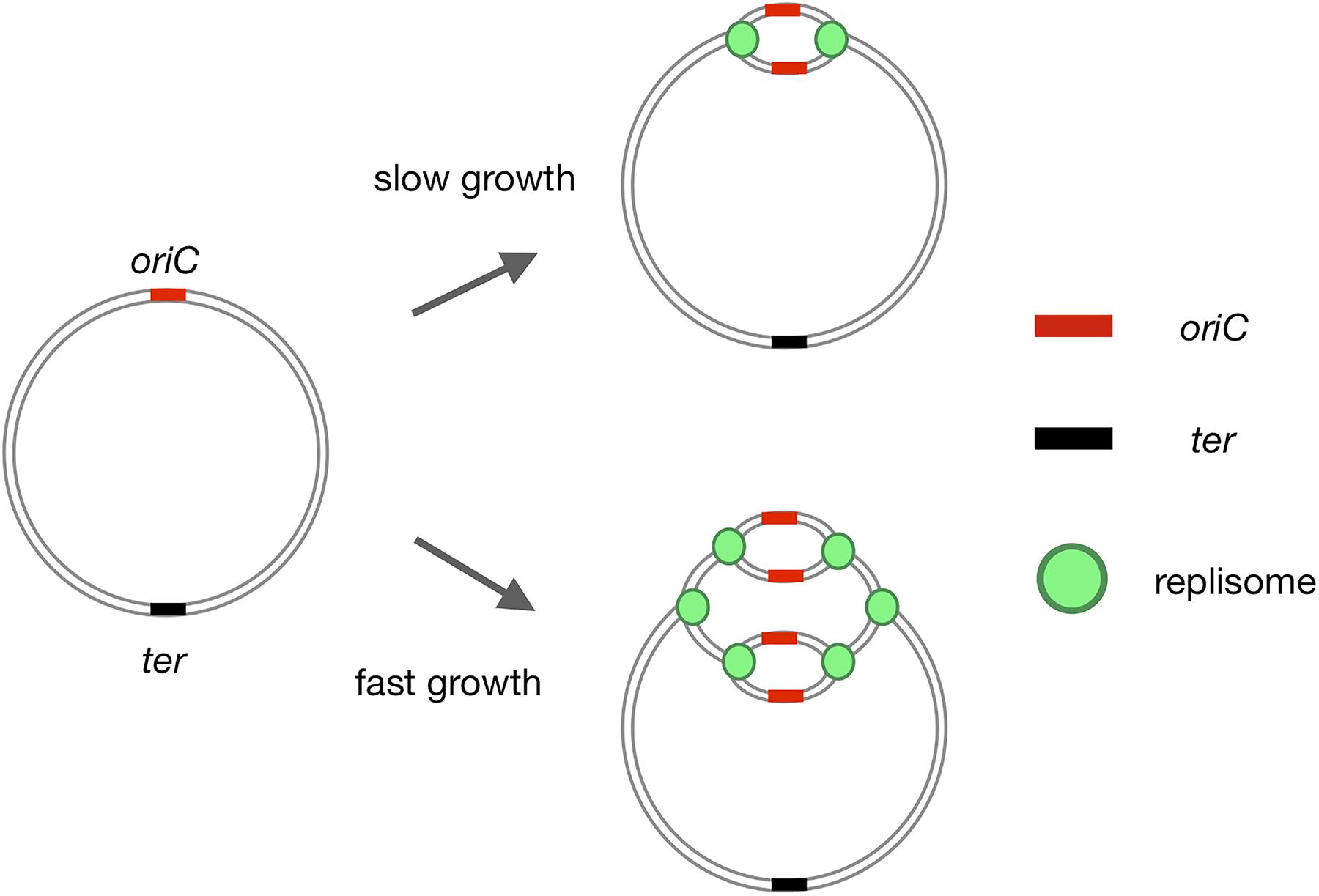 Frontiers | Where and When Bacterial Chromosome Replication Starts: A  Single Cell Perspective