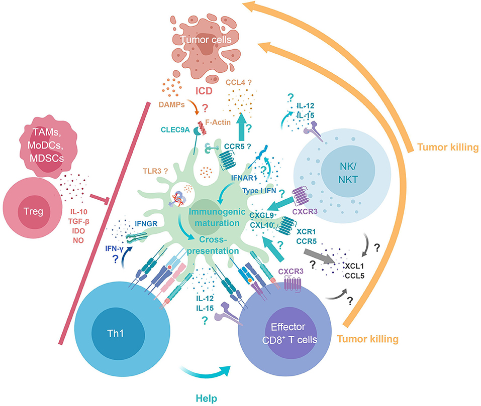 Frontiers | Are Conventional Type 1 Dendritic Cells Critical for ...