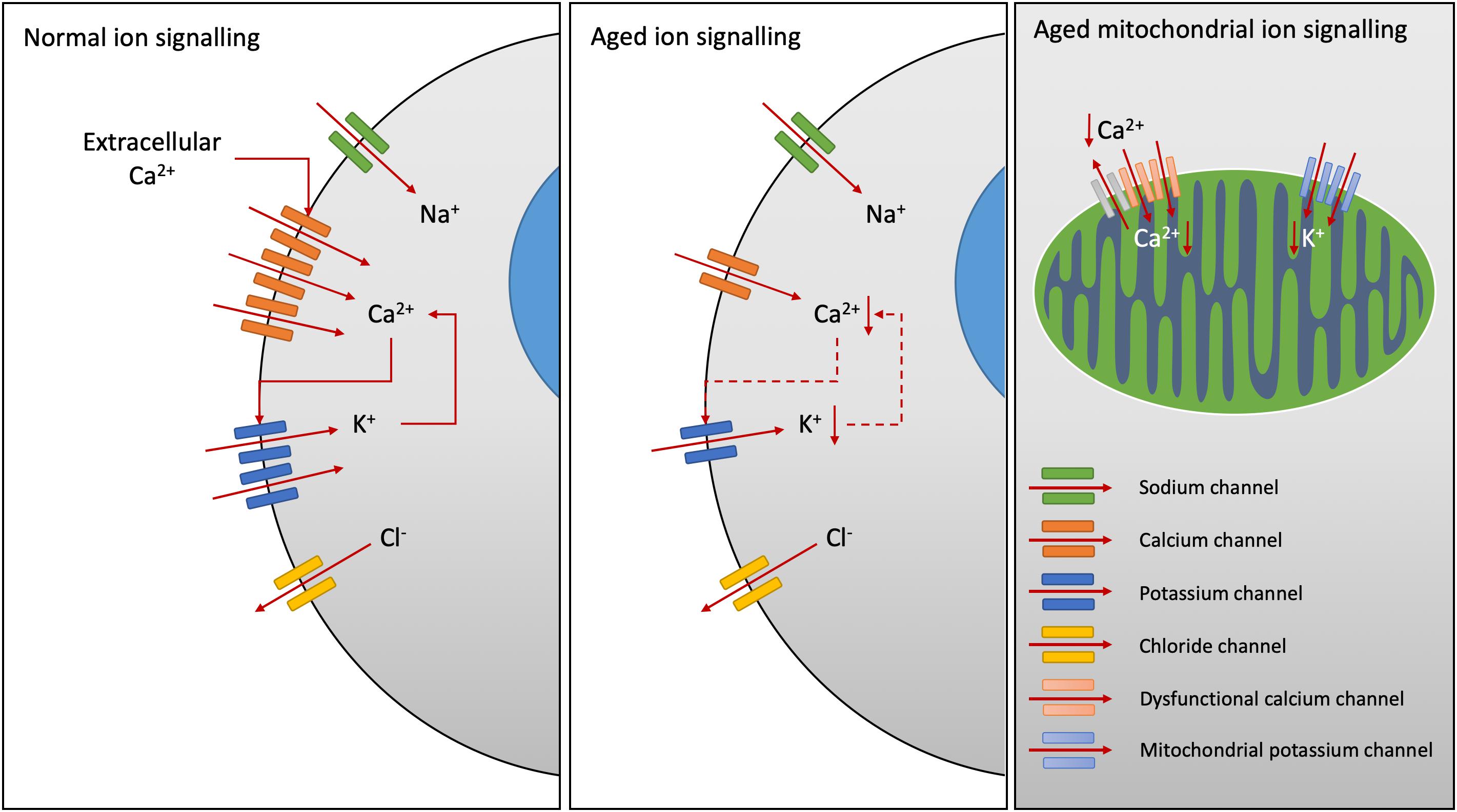 Frontiers Relationships Between Ion Channels Mitochondrial